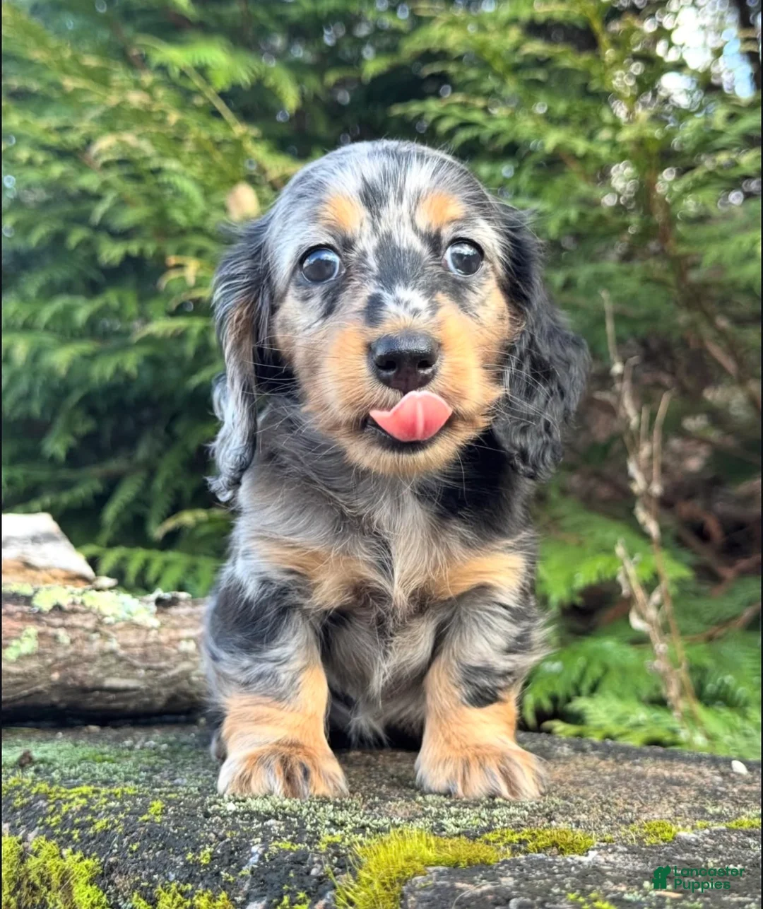 Miniature Dachshund dogs for sale: Saint - Ad 2