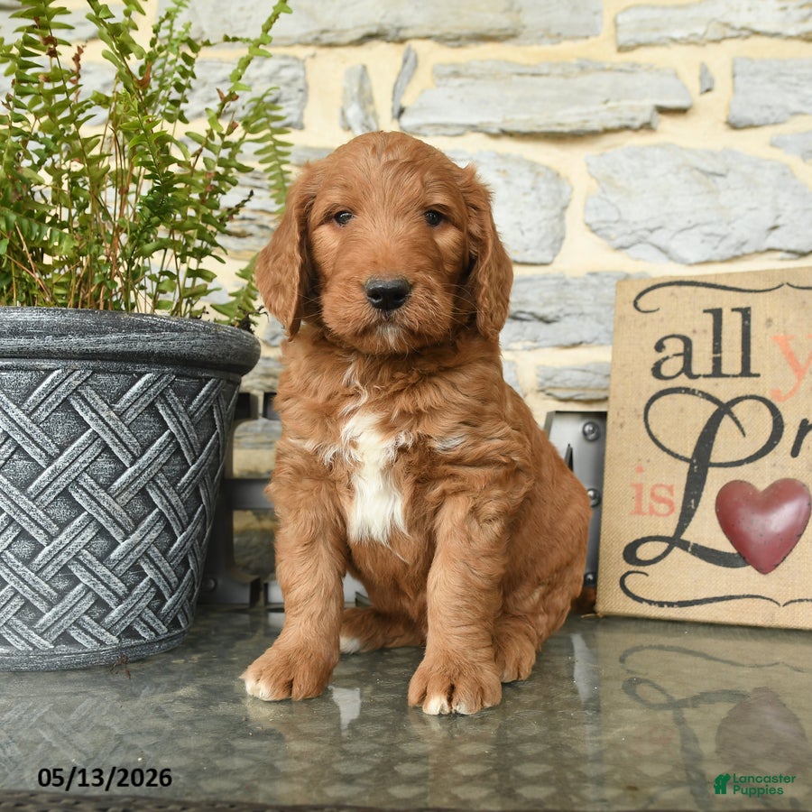 Goldendoodle dogs Junior - Ad 2