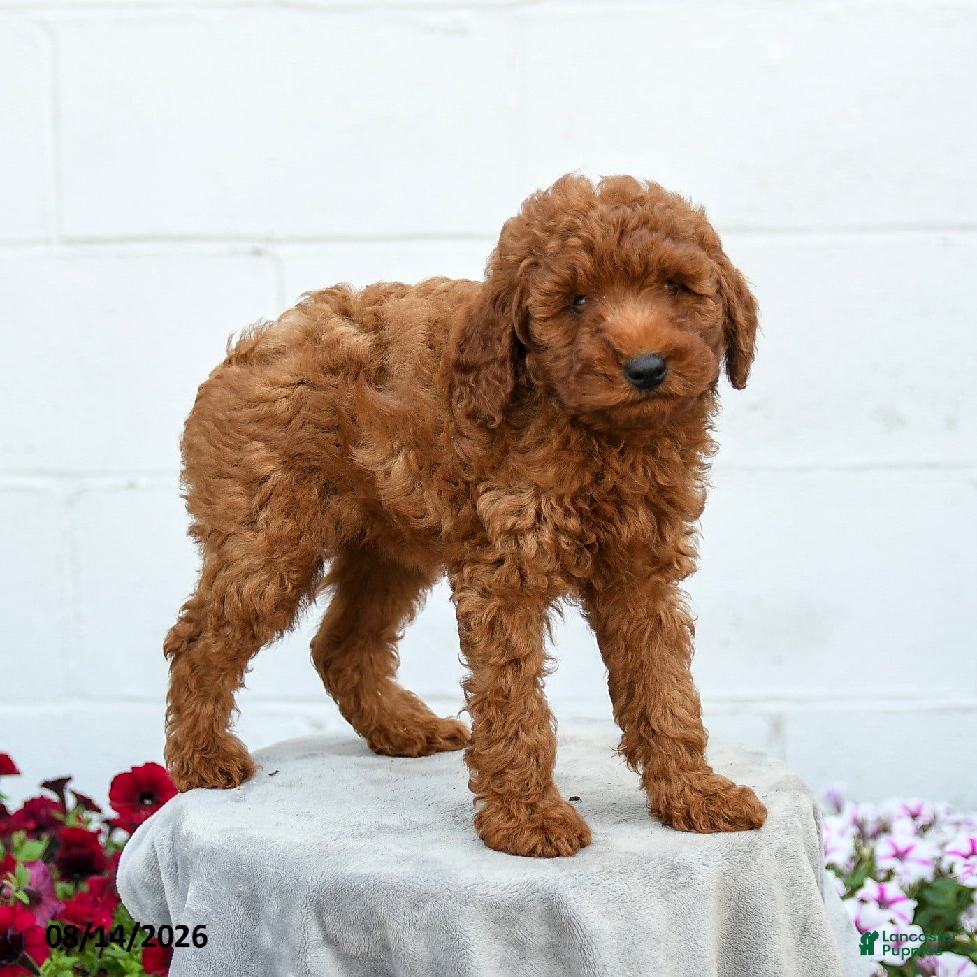 Miniature Poodle dogs Freddy - Ad 2