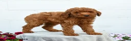 Miniature Poodle dogs for sale: Freddy - Ad 2