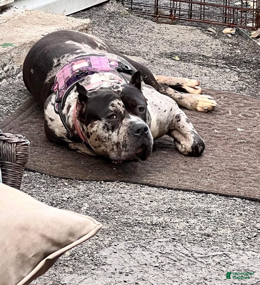 American Bully dogs for sale: American Bully Puppy 1 - Ad 2