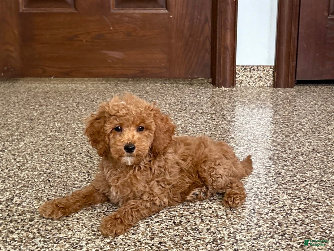 Cockapoo dogs for sale: Sara - Ad 8