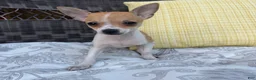 Chihuahua dogs for sale: 1 Kelly - Ad 4