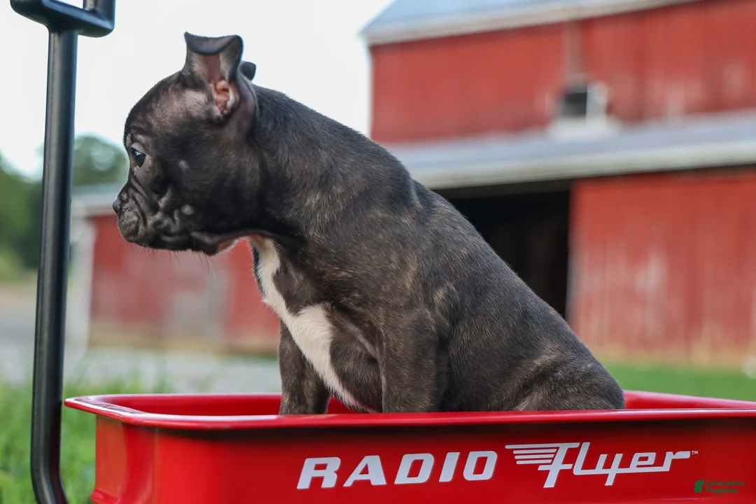 Frenchton dogs for sale: MAX - Ad 2