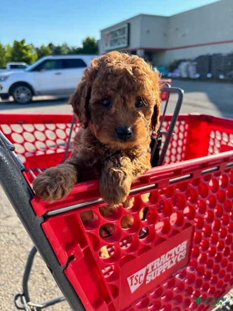 Mini Goldendoodle dogs for sale: Boy 1  - Ad 4