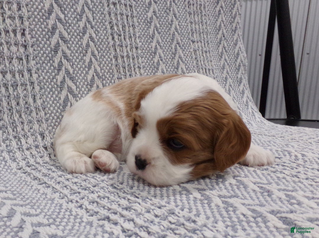 Cavalier King Charles Spaniel dogs for sale: Cavalier King Charles Spaniel Puppy 2 - Ad 19