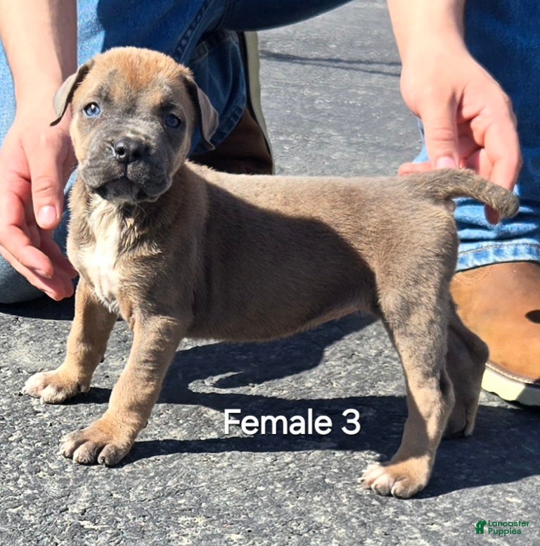 Mixed Breed dogs Hawks Paris - Ad 3