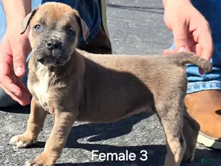 Mixed Breed dogs Hawks Paris - Ad 5