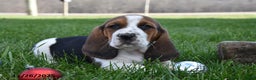 Basset Hound dogs for sale: Patrick - Ad 3