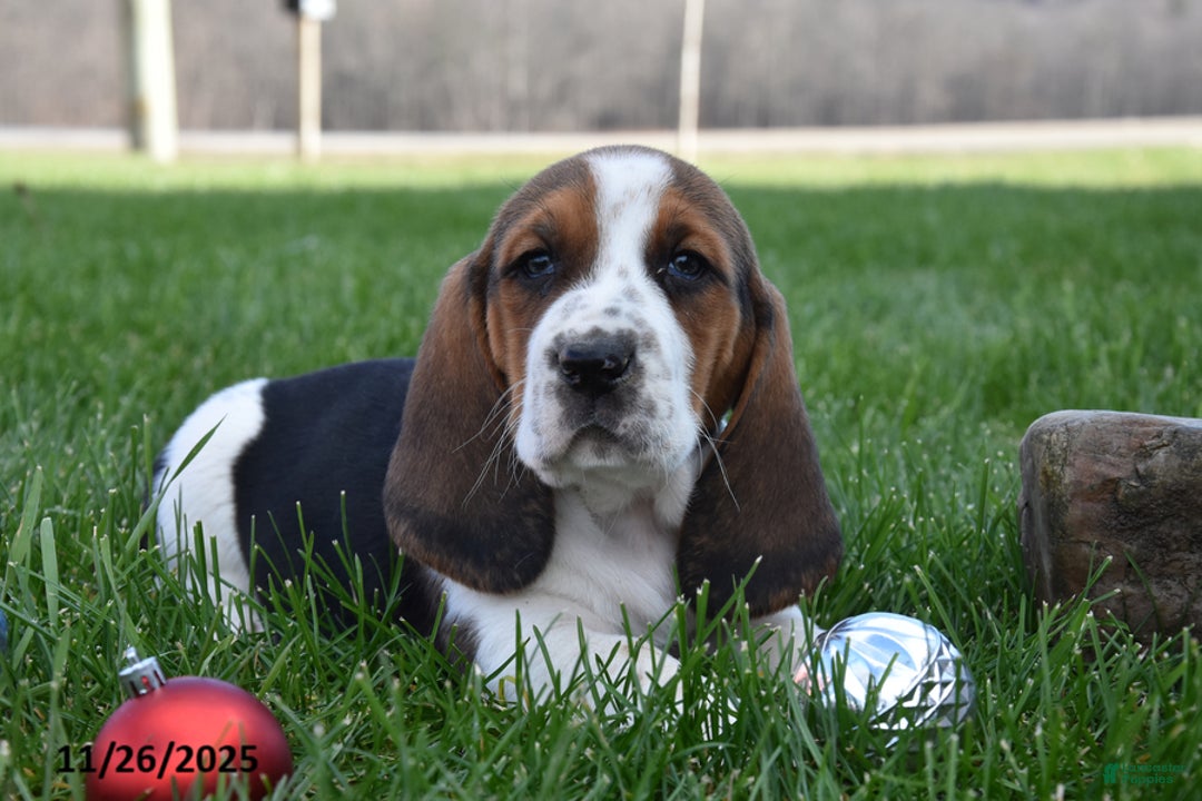 Basset Hound dogs for sale: Patrick - Ad 3