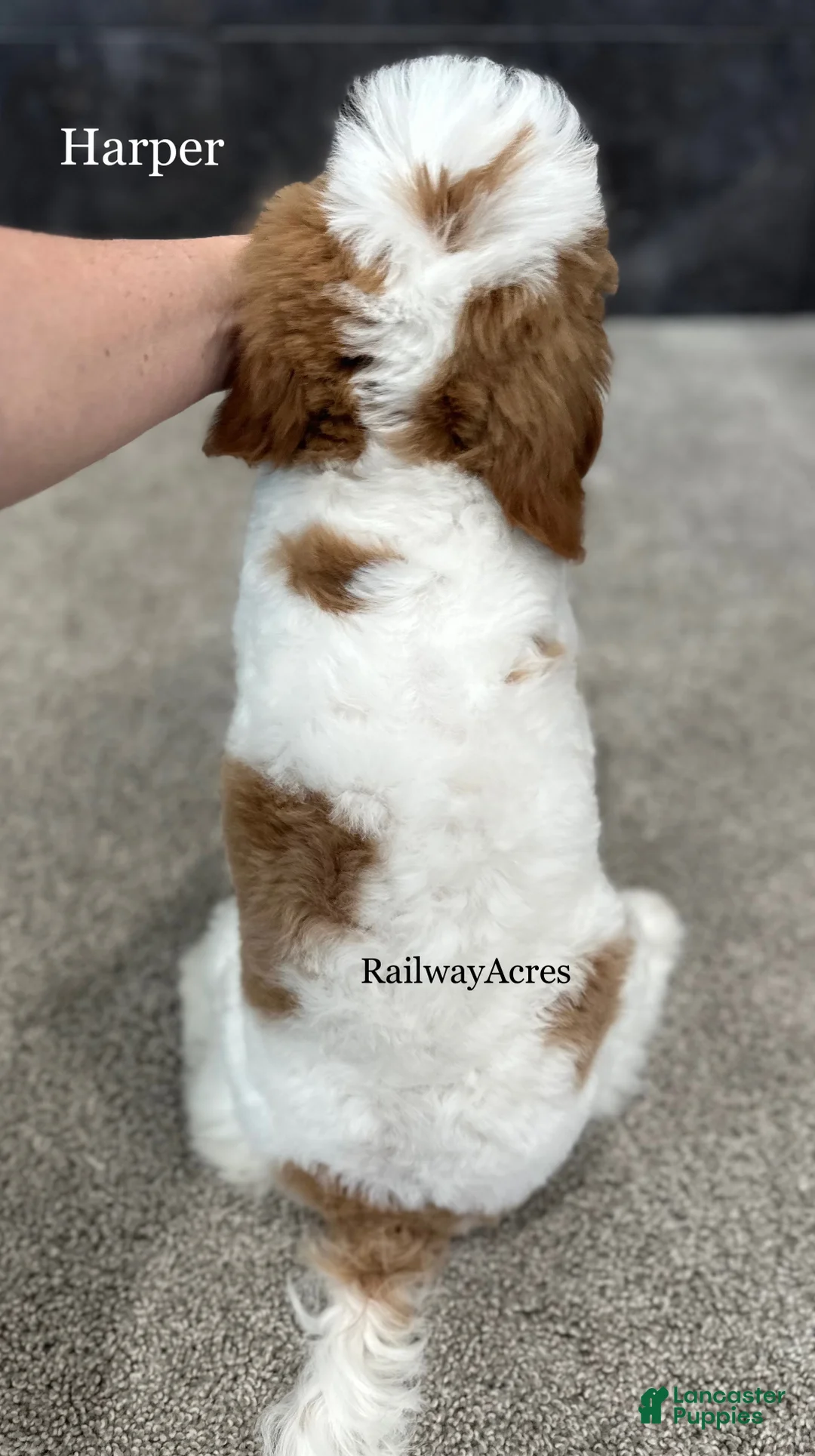 Goldendoodle dogs for sale: Harper-F1b Mini - Ad 2