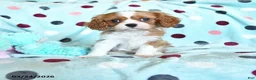 Cavalier King Charles Spaniel dogs for sale: Grant - Ad 1