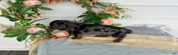 Miniature Dachshund dogs for sale: Jubilee - Ad 5