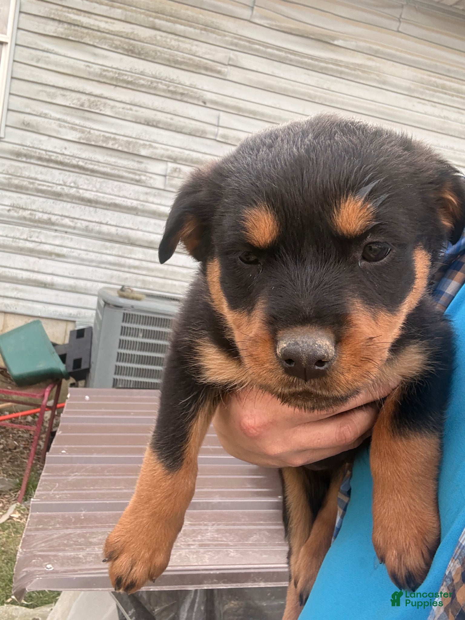 Rottweiler dogs Rottweiler Puppy 6 - Ad 40