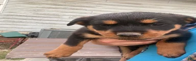 Rottweiler Puppy 6