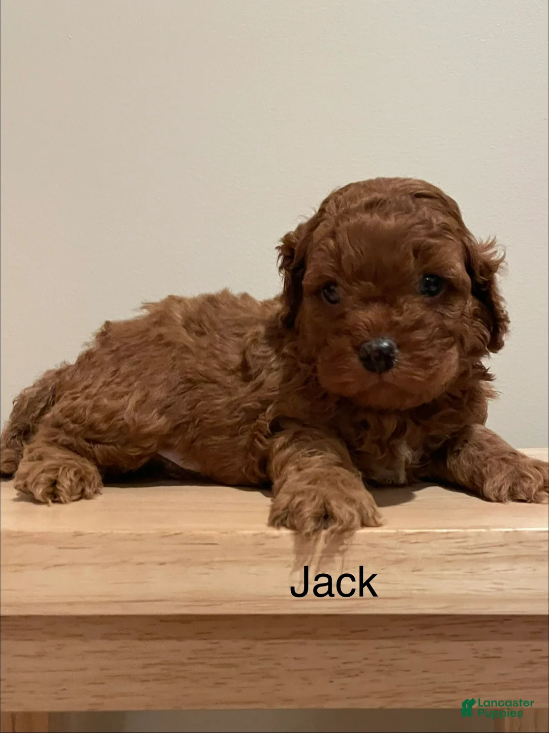 Cockapoo dogs for sale: Jack - Ad 3