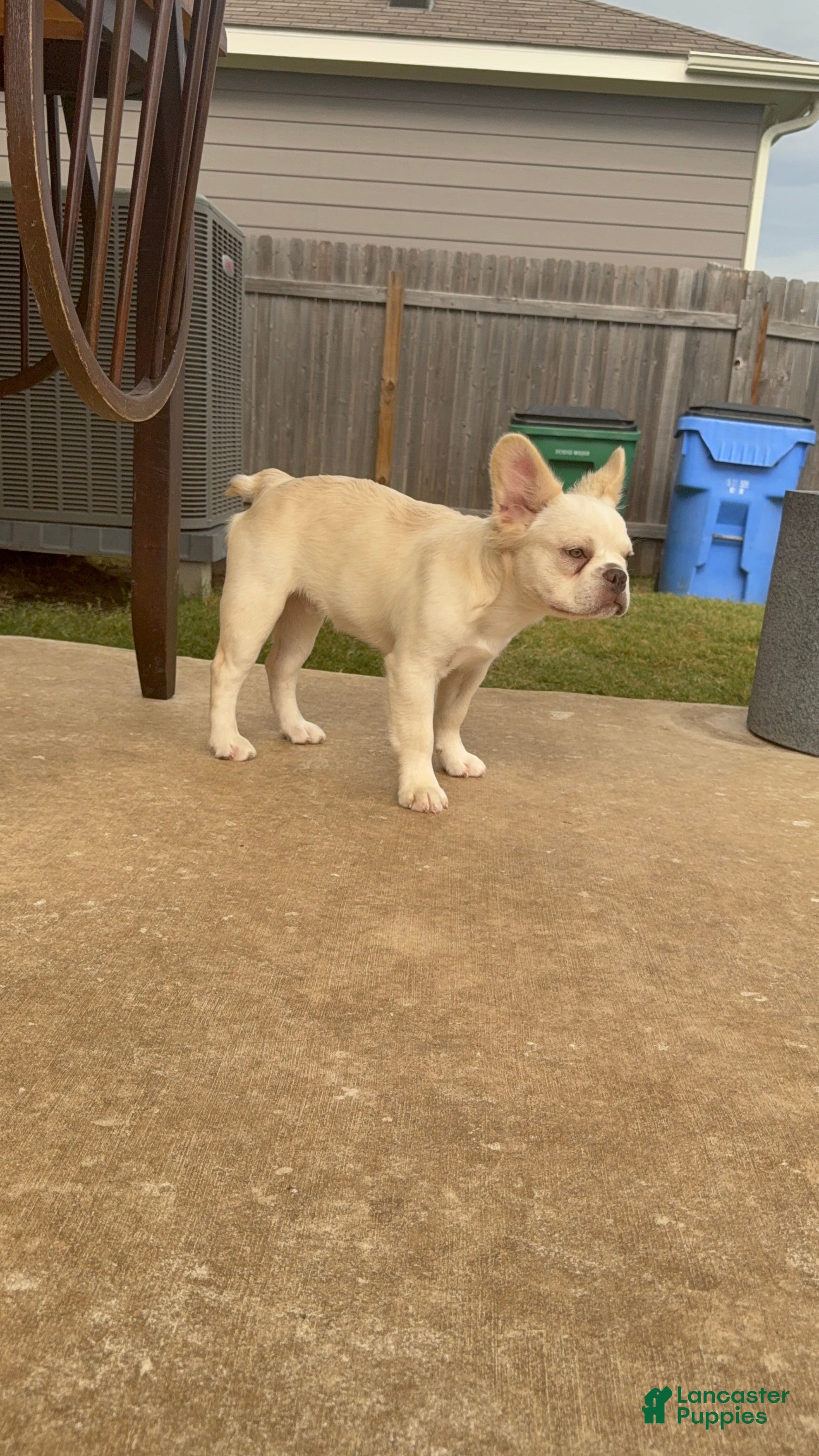 French Bulldog dogs Wham  - Ad 2