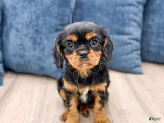 Cavalier King Charles Spaniel dogs Rocky - Ad 21