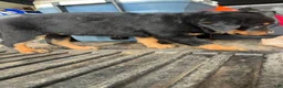 Rottweiler dogs for sale: Rottweiler Puppy 1 - Ad 1