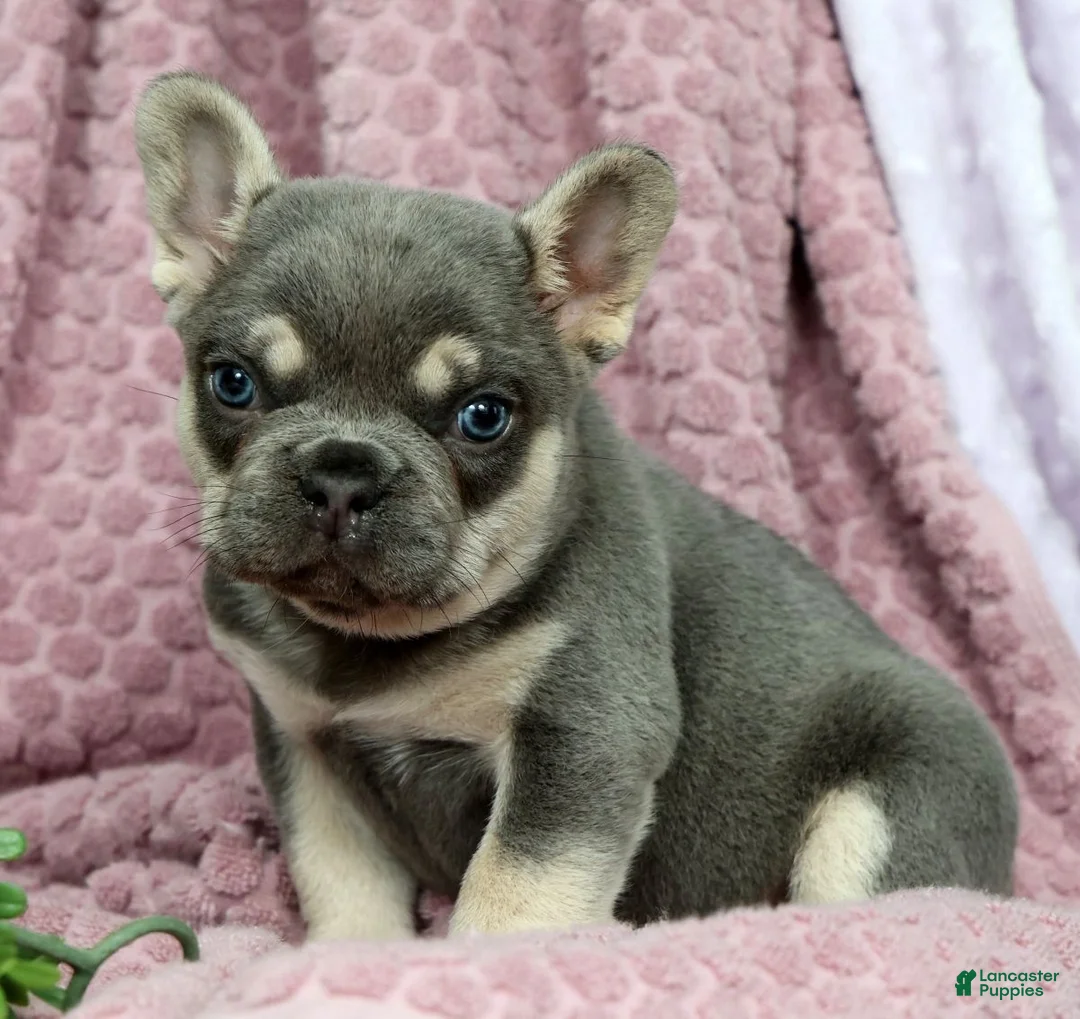 French Bulldog dogs for sale: Dexter - Ad 2