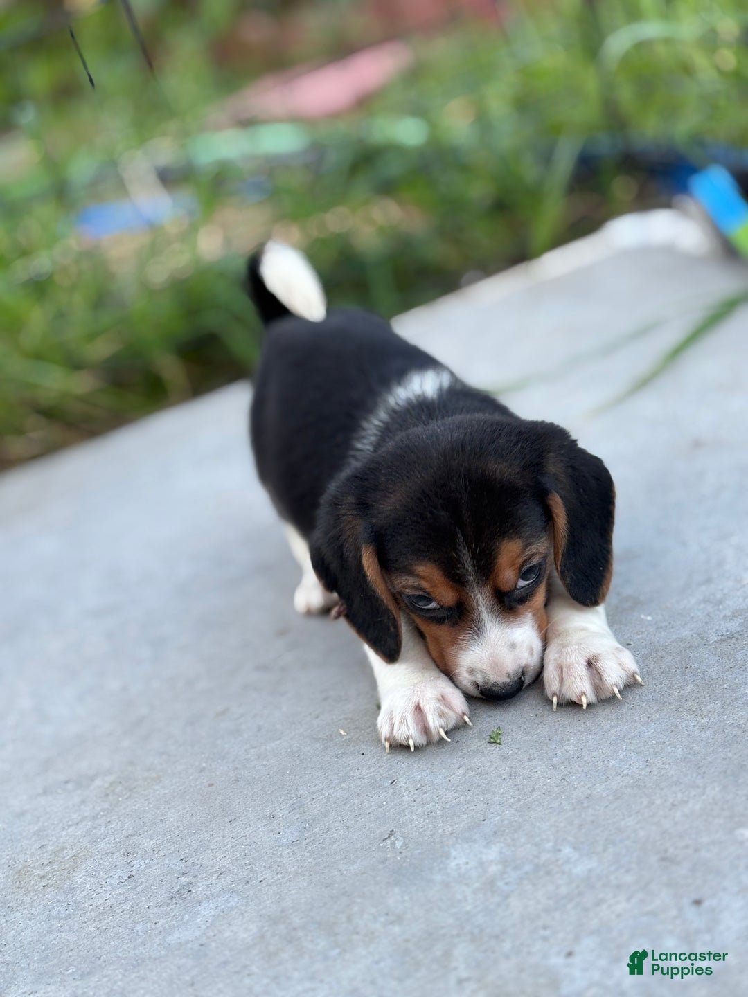 Beagle dogs for sale: Cooper - Ad 6