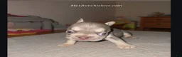 French Bulldog dogs for sale: Sea - Ad 6