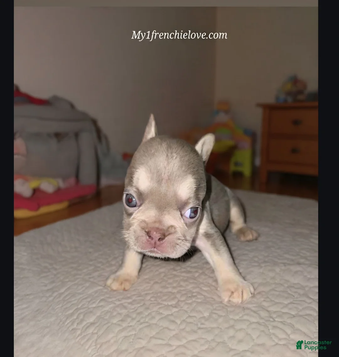 French Bulldog dogs for sale: Sea - Ad 6