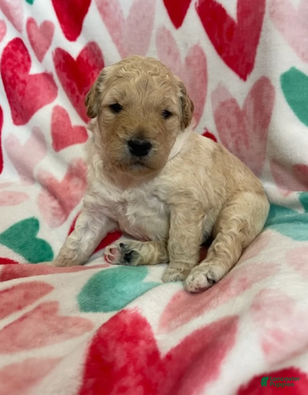 Double Doodle dogs for sale: Haymitch - Ad 1