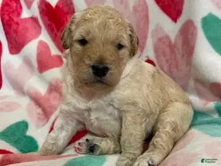 Double Doodle dogs Haymitch - Ad 6