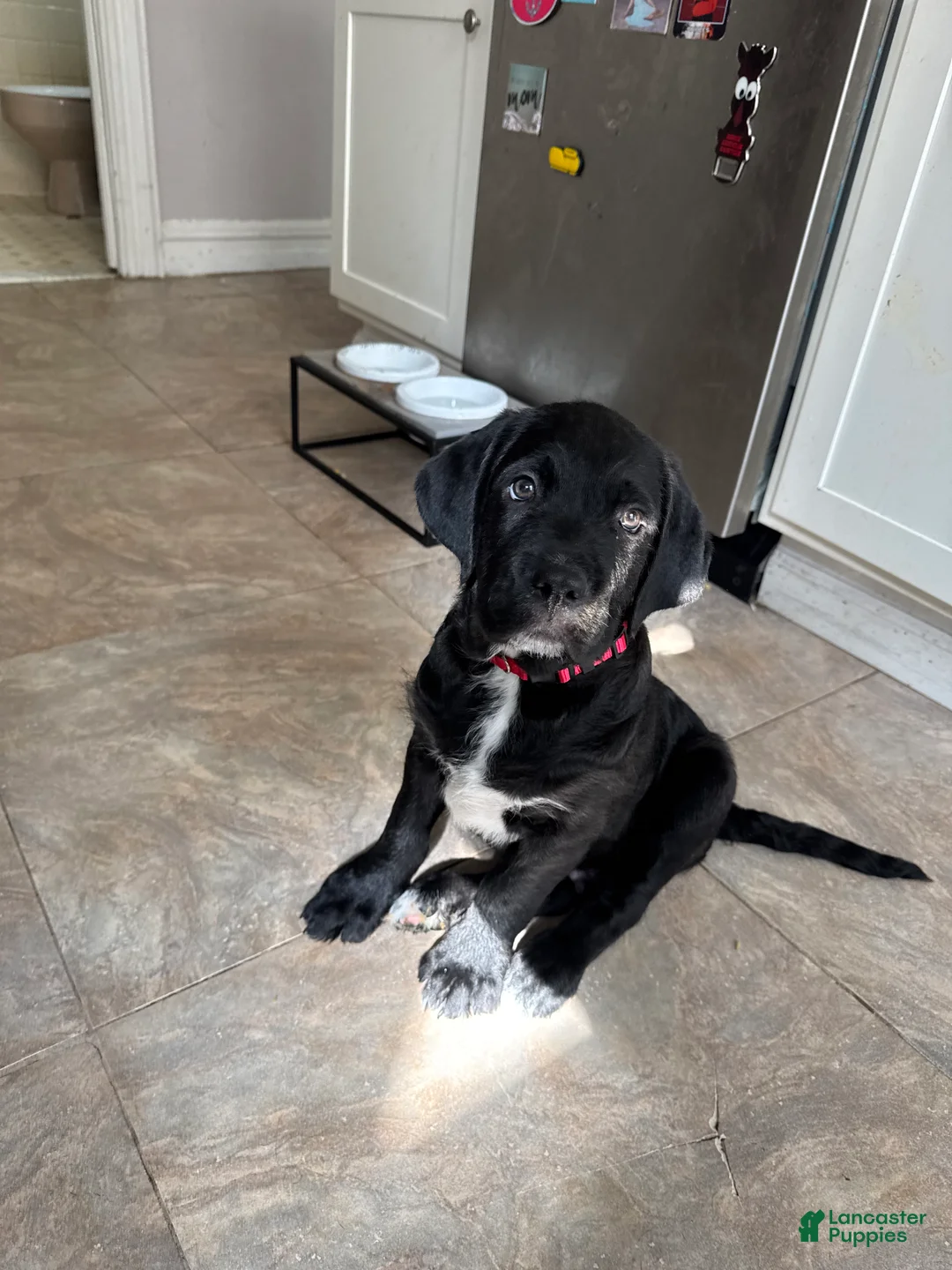 Mixed Breed dogs for sale: Red Collar - Ad 2