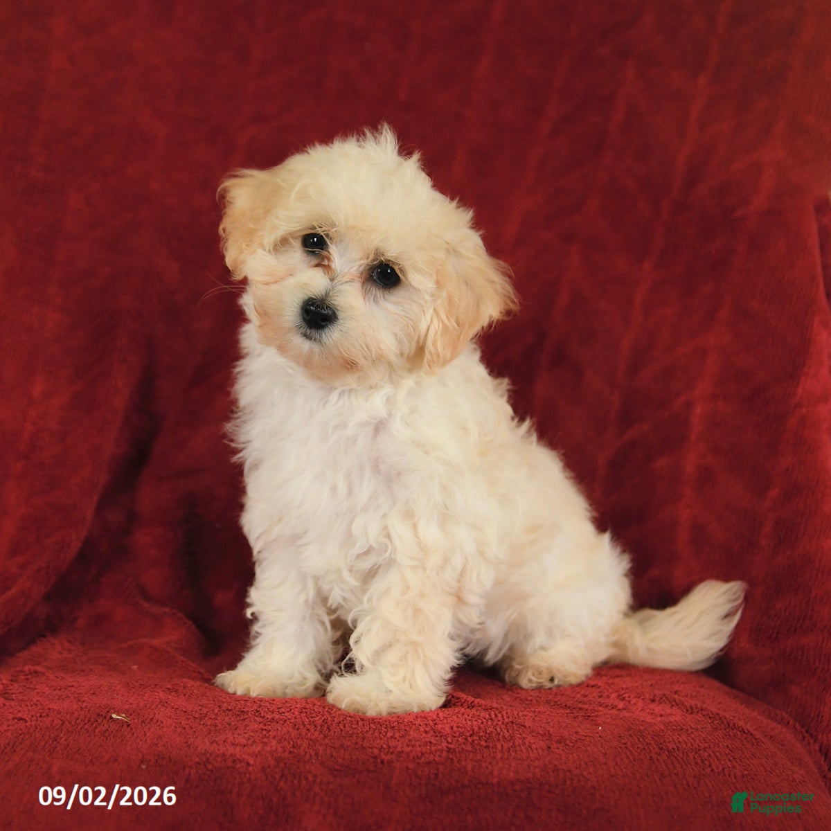 Maltipoo dogs Nancy - Ad 1