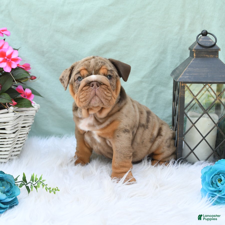 English Bulldog dogs Crinkles - Ad 1