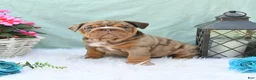 English Bulldog dogs for sale: Crinkles - Ad 1