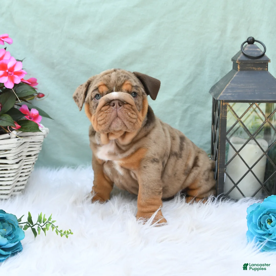 English Bulldog dogs for sale: Crinkles - Ad 1