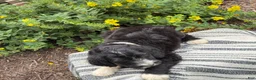 Mixed Breed dogs for sale: Guiness - Ad 10