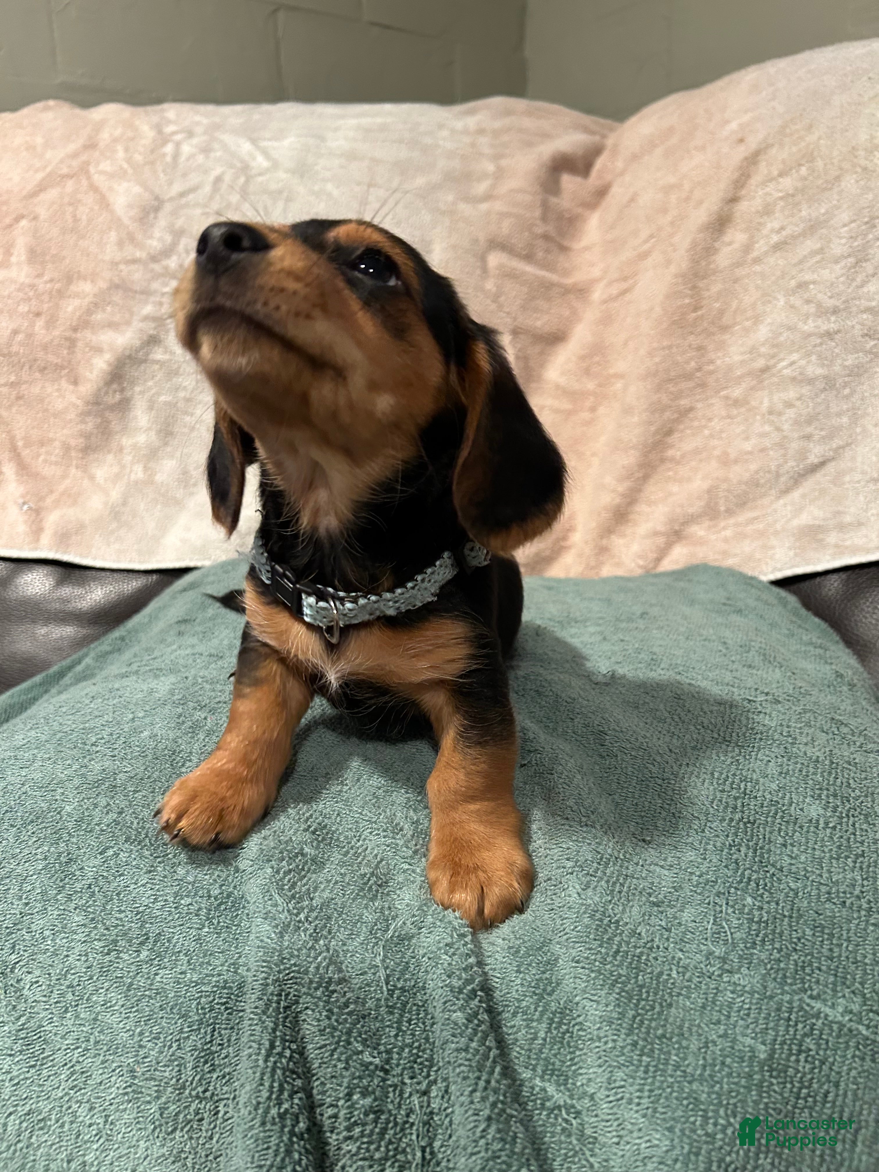 Mixed Breed dogs Charlie - Ad 38