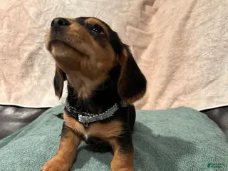 Mixed Breed dogs Charlie - Ad 38