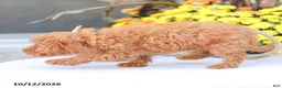 Miniature Poodle dogs for sale: Zoe - Ad 10