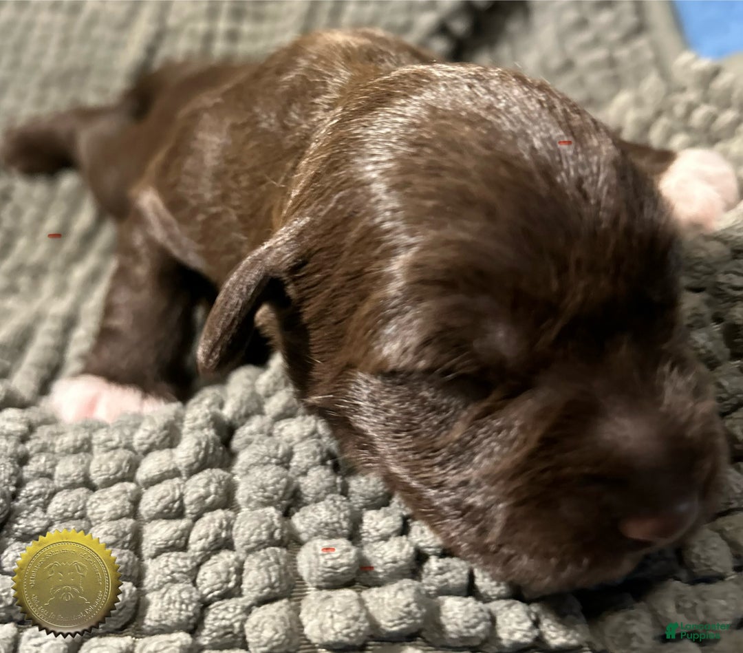 Miniature Schnauzer dogs for sale: Miniature Schnauzer Puppy 1 - Ad 5