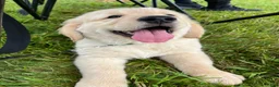 Golden Retriever dogs for sale: Gus - Ad 3