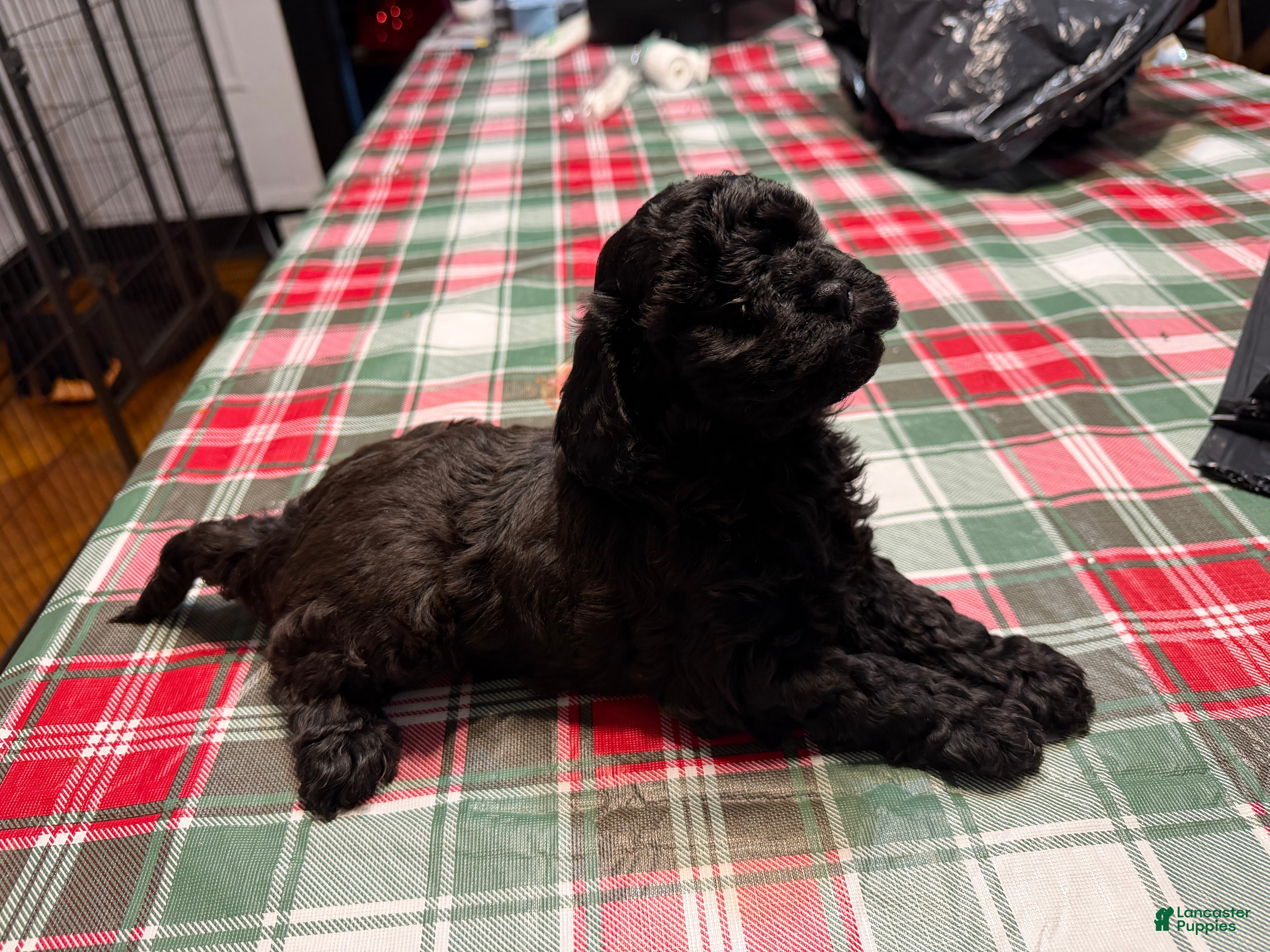 Yorkiepoo dogs Yorkiepoo Puppy 3 - Ad 1