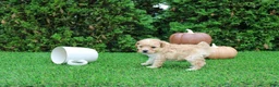 Toy Poodle dogs for sale: AKC Emmett(tiny) - Ad 8