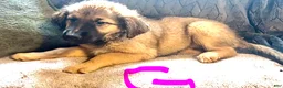 Mixed Breed dogs for sale: Mixed Breed 1 - Ad 1