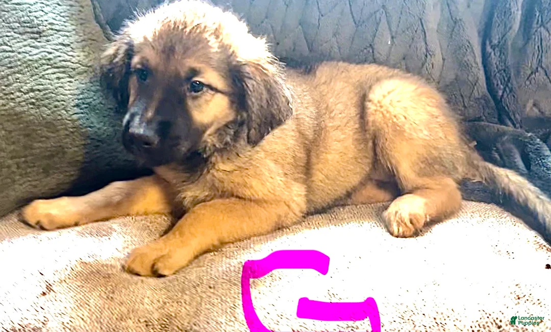 Mixed Breed dogs for sale: Mixed Breed 1 - Ad 1