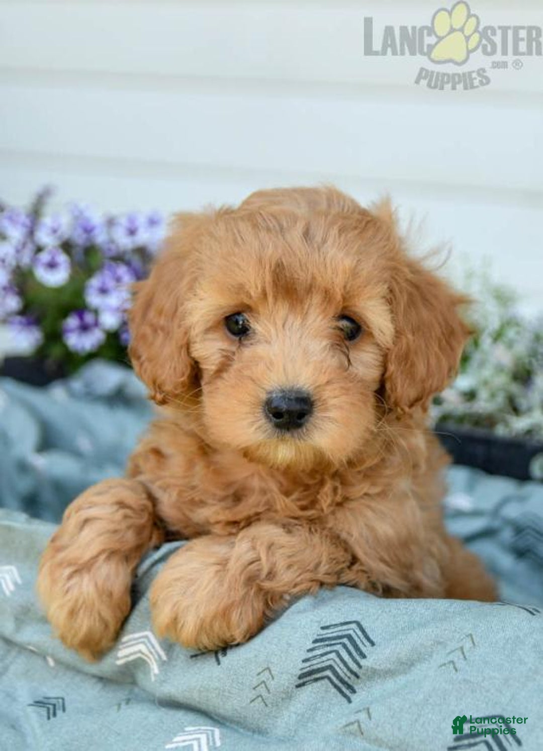 Gallery Image {{count}}