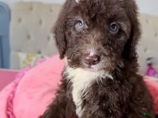 Sheepadoodle dogs Jema - Ad 10