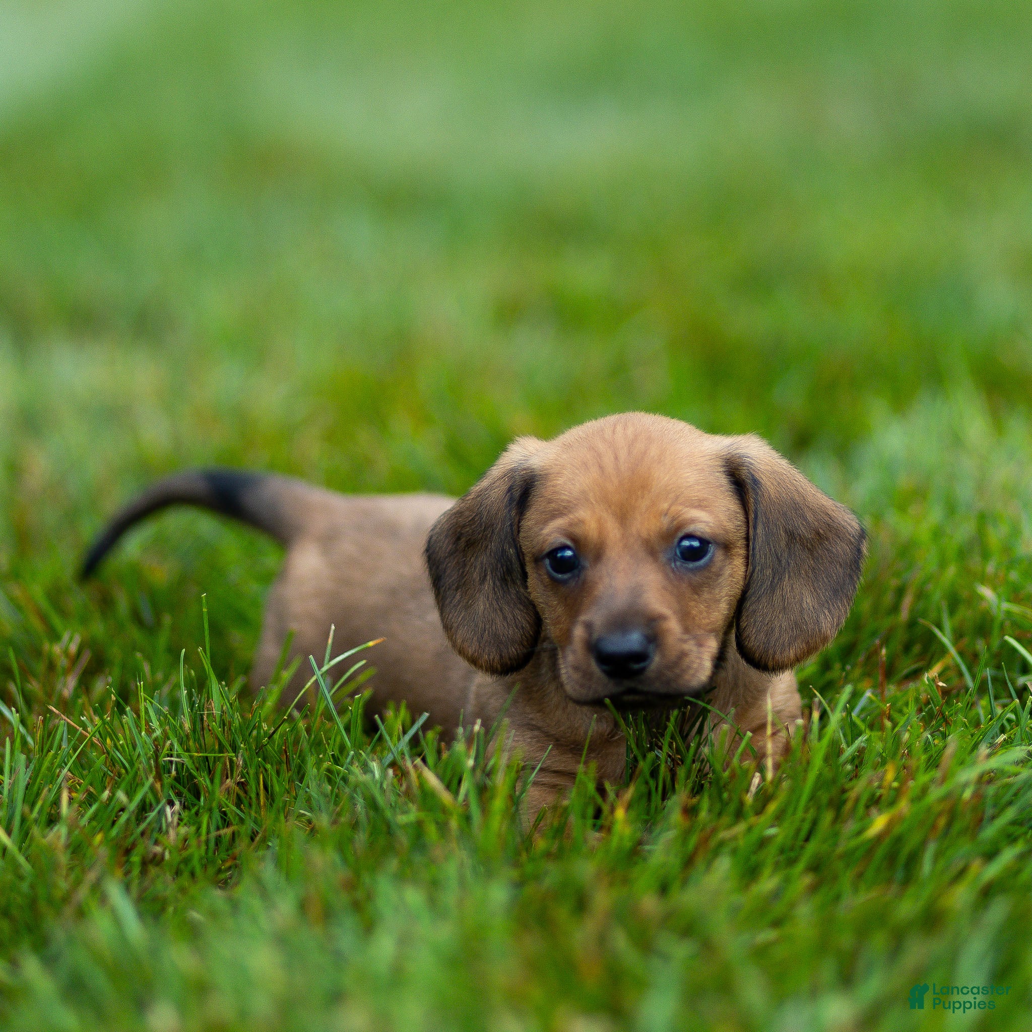 Miniature Dachshund dogs Mikey Miniature Dachshund  - Ad 1