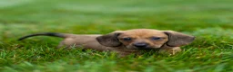 Miniature Dachshund dogs for sale: Mikey Miniature Dachshund  - Ad 5