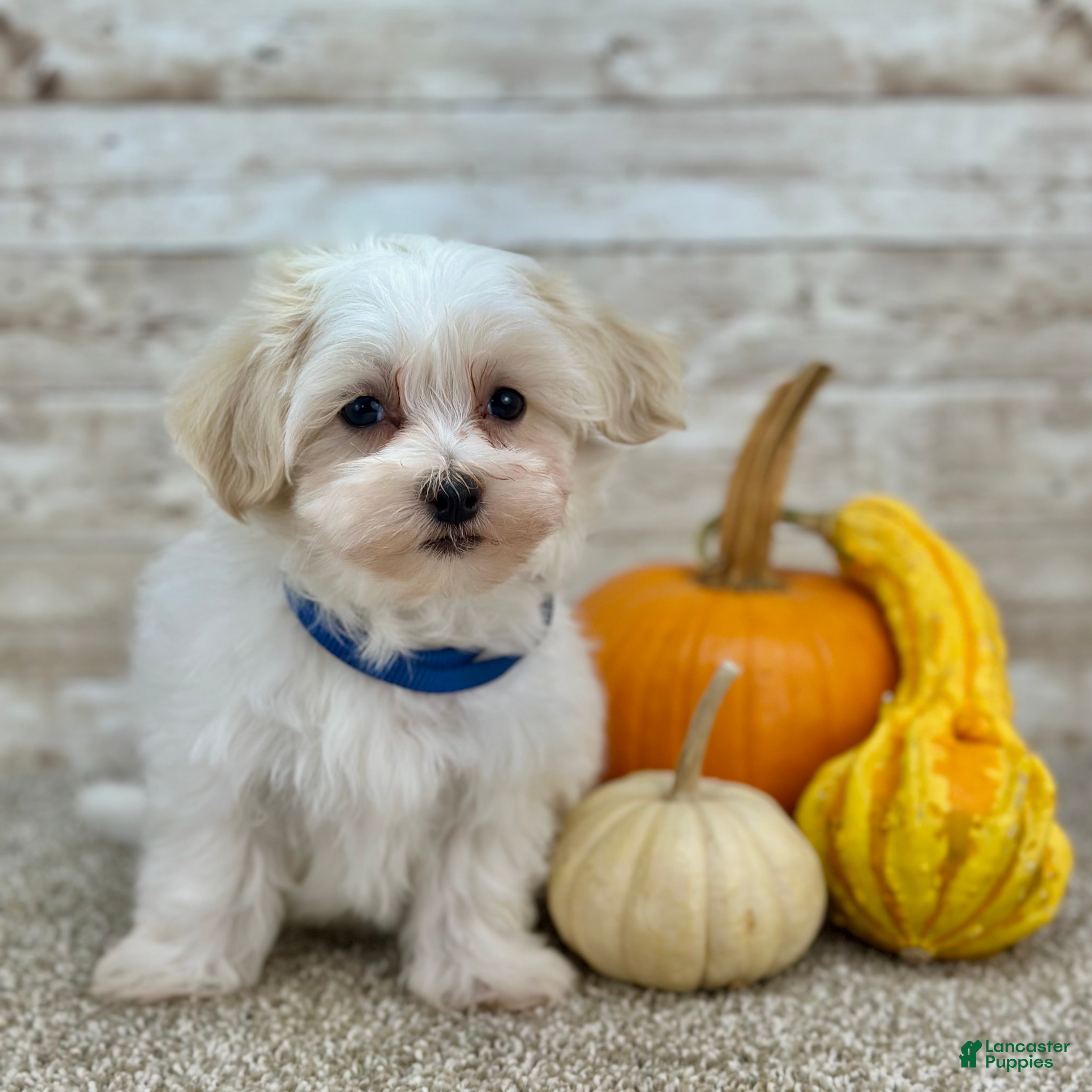 Maltipoo dogs Boy Ziggie - 0226 - Ad 40