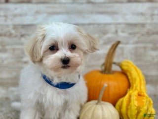 Maltipoo dogs Ziggie - Ad 23